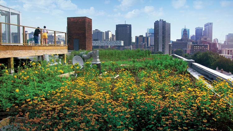 A Vegetative Roof in Toronto