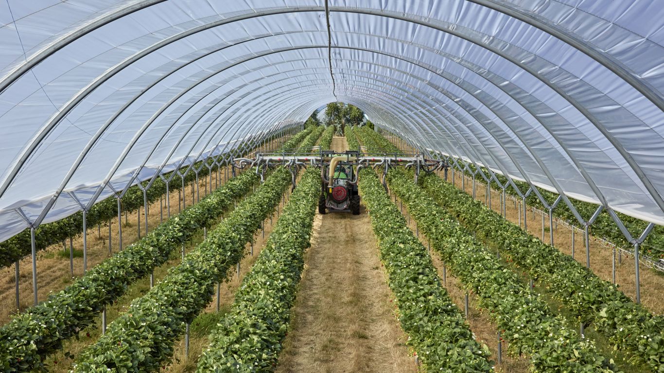 A John Deere tractor is driving down a row of raised strawberry beds with a sprayer spraying the plants.